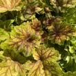 Kép 3/5 - Heuchera 'Electra' - Tűzeső