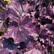 Kép 2/4 - Heuchera 'Forever Purple' – Tűzeső