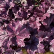 Kép 3/4 - Heuchera 'Forever Purple' – Tűzeső