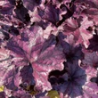 Kép 4/4 - Heuchera 'Forever Purple' – Tűzeső