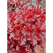 Kép 3/4 - Heuchera 'Forever Red' – Tűzeső