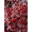 Kép 4/4 - Heuchera 'Forever Red' – Tűzeső