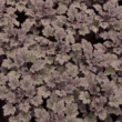 Kép 1/2 - Heuchera 'Frosted Violet®' - Tűzeső