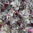 Kép 2/3 - Heuchera 'Glitter' – Tűzeső