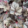Kép 3/3 - Heuchera 'Glitter' – Tűzeső