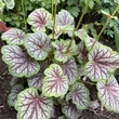 Kép 2/6 - Heuchera 'Green Spice' - Tűzeső levélzete