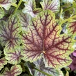 Kép 1/6 - Heuchera 'Green Spice' - Tűzeső