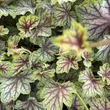 Kép 3/6 - Heuchera 'Green Spice' - Tűzeső levélzete