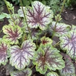 Kép 4/6 - Heuchera 'Green Spice' - Tűzeső