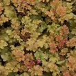 Kép 1/2 - Heuchera 'Marmalade®' - Tűzeső