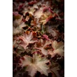 Kép 3/6 - Heuchera micrantha 'Palace Purple' - Lila-bordó tűzeső