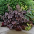 Kép 1/2 - Heuchera micrantha 'Palace Purple' - Lila-bordó tűzeső 