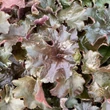 Kép 2/4 - Heuchera micrantha 'Palace Purple' - Lila-bordó tűzeső