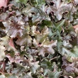 Kép 3/4 - Heuchera micrantha 'Palace Purple' - Lila-bordó tűzeső