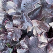 Kép 3/4 - Heuchera 'Midnight Rose' – Tűzeső