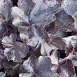 Kép 4/4 - Heuchera 'Midnight Rose' – Tűzeső