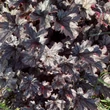 Kép 2/7 - Heuchera 'Milan' – Tűzeső
