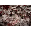 Kép 2/6 - Heuchera 'Milan' – Tűzeső