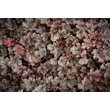 Kép 3/6 - Heuchera 'Milan' – Tűzeső