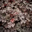 Kép 4/6 - Heuchera 'Milan' – Tűzeső