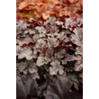 Kép 1/6 - Heuchera 'Milan' – Tűzeső