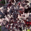 Kép 3/7 - Heuchera 'Milan' – Tűzeső