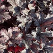 Kép 4/7 - Heuchera 'Milan' – Tűzeső