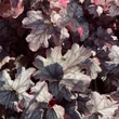 Kép 5/7 - Heuchera 'Milan' – Tűzeső