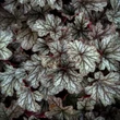 Kép 6/7 - Heuchera 'Milan' – Tűzeső