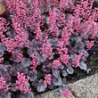 Kép 7/7 - Heuchera 'Milan' – Tűzeső