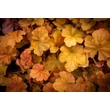 Kép 5/7 - Heuchera 'Northern Exposure Amber' – Tűzeső
