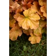 Kép 1/7 - Heuchera 'Northern Exposure Amber' – Tűzeső