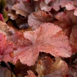 Kép 2/6 - Heuchera 'Northern Exposure Amber' – Tűzeső