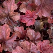 Kép 3/6 - Heuchera 'Northern Exposure Amber' – Tűzeső