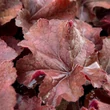 Kép 4/6 - Heuchera 'Northern Exposure Amber' – Tűzeső
