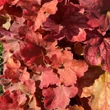 Kép 5/6 - Heuchera 'Northern Exposure Amber' – Tűzeső