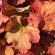 Kép 1/6 - Heuchera 'Northern Exposure Amber' – Tűzeső