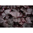 Kép 4/7 - Heuchera 'Obsidian®' - Tűzeső