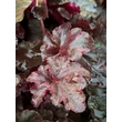 Kép 2/6 - Heuchera 'Obsidian®' - Tűzeső - képek rendelés vásárlás a Megyeri Szabolcs Kertészeti webáruházban.