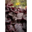 Kép 3/7 - Heuchera 'Obsidian®' - Tűzeső