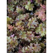 Kép 3/6 - Heuchera 'Obsidian®' - Tűzeső - képek rendelés vásárlás a Megyeri Szabolcs Kertészeti webáruházban.