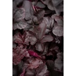 Kép 1/7 - Heuchera 'Obsidian®' - Tűzeső