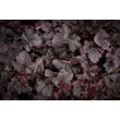 Kép 2/7 - Heuchera 'Obsidian®' - Tűzeső