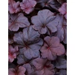 Kép 1/6 - Heuchera 'Obsidian®' - Tűzeső