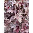 Kép 4/6 - Heuchera 'Obsidian®' - Tűzeső