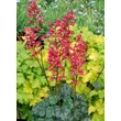 Kép 1/4 - Heuchera 'Paris' – Tűzeső