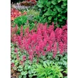 Kép 3/4 - Heuchera 'Paris' – Tűzeső