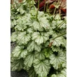 Kép 2/4 - Heuchera 'Paris' – Tűzeső