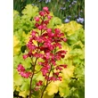 Kép 4/4 - Heuchera 'Paris' – Tűzeső