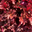 Kép 3/4 - Heuchera 'Peach Flambé' – Tűzeső
